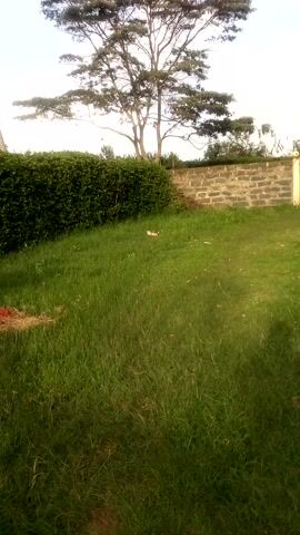 The camera is held at an angle looking at a green lawn, bordered by a stone wall on one side and a dense, green bush. A tree with bare branches is visible to the left. There is a light-colored object, possibly paper, on the grass. The scene is brightly lit, suggesting daylight.