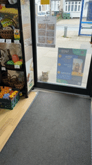Tabby cat sits outside shop door in Coventry