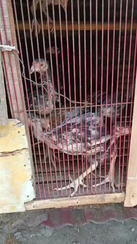 The video shows chickens in a cage made of red bars and wooden planks. The chickens are a mix of black and white and appear to be young. They are moving around within the cage, and one chicken is partially obscured by the bars. The ground outside the cage appears to be dirt and possibly some debris. The overall environment looks like an outdoor enclosure for poultry.