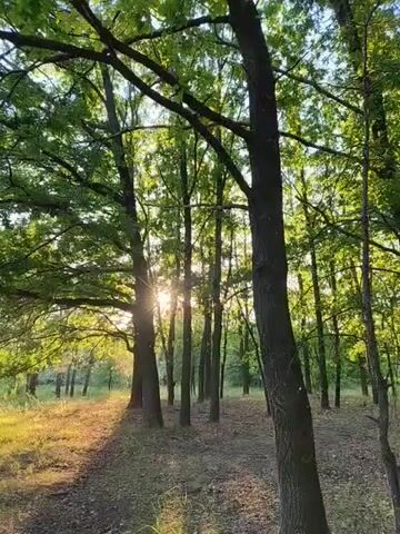 This video captures a serene forest scene bathed in the warm glow of the setting sun. The camera pans slowly across a wooded area, focusing on the tall, slender trees with their lush green foliage. Sunlight filters through the branches, casting dappled shadows on the forest floor, which is covered in dry leaves and scattered twigs. The overall atmosphere is peaceful and tranquil, evoking a sense of calm and natural beauty.

The time of day is clearly late afternoon or early evening, as evidenced by the low angle of the sun and the golden light illuminating the scene. The weather appears to be pleasant, with no signs of rain or strong winds. The location is identified as Shyroke, Ukraine, suggesting a natural, rural setting. There are no people or man-made objects visible in the frame, emphasizing the undisturbed nature of the environment.

Notable details include the distinct silhouettes of the trees against the bright sky, the textured bark of their trunks, and the vibrant green of the leaves. The gentle movement of the camera adds to the immersive quality of the video, allowing the viewer to experience the quiet majesty of the forest. The overall impression is one of natural splendor and peaceful solitude. There is no visible text in the media file.