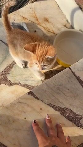 A kitten with orange and white fur is being petted by a person's hand. The kitten is biting or nibbling at the person's hand. The person's hand has tattoos on it, including butterflies and script. The kitten is standing on a patterned floor with light and dark beige tiles. In the background, there is a white bowl with a yellow rim. The scene is illuminated by sunlight, casting shadows.