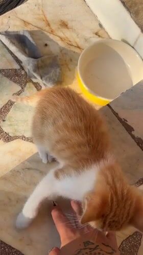 Ginger kitten on the stairs, getting friendly in Bistritsa