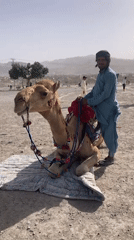 Children enjoy camel rides in Quetta, Pakistan