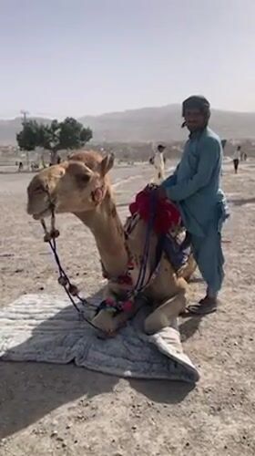 Children enjoy camel rides in Quetta, Pakistan