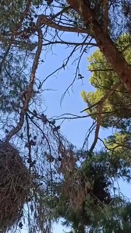 The media file shows a low-angle shot looking up through pine trees towards a bright blue sky. The foreground is dominated by the dense branches and pine needles of large trees, with pinecones visible. A large, intricate bird's nest made of twigs and dry material is prominently displayed, hanging from a branch. Several small birds are perched on the branches of the trees, some appearing to be near the nest.

The scene suggests a natural, outdoor setting, likely a park or wooded area. The bright sky indicates it is daytime, likely sunny and clear. The presence of the nest and birds suggests an environment where wildlife is active. The focus on the nest and the birds implies an interest in observing nature and animal behavior. There is no visible text in the media file. The overall impression is one of natural beauty and the observation of a bird's habitat.