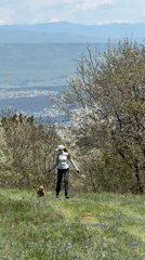 Woman walks dog in sunny Tbilisi meadow