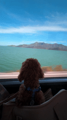 Small poodle travels by window in Montenegro mountains
