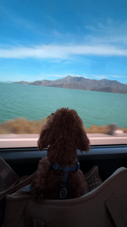 Small poodle travels by window in Montenegro mountains