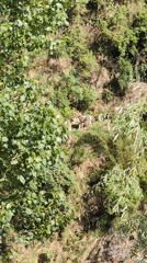 Mountain trail documented in Bhagsu, India amid dense vegetation