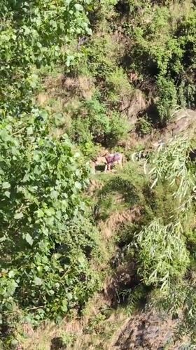 Mountain trail documented in Bhagsu, India amid dense vegetation