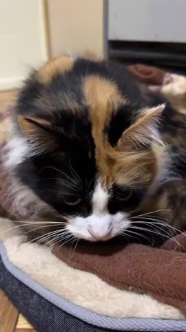 A calico cat is lying down on a pet bed. The cat's face is close to the camera and it is looking down. The cat has black, orange, and white fur. The pet bed is brown and beige. The background is blurry.
