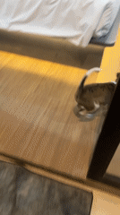 Playful puppy spotted indoors in Kuta Selatan, Indonesia