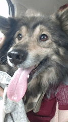Happy mixed-breed dog spotted inside vehicle in Foki, Russia