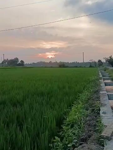 The video shows a wide shot of a lush green rice paddy field under a sky with soft clouds. The sun is setting, casting a warm glow through the clouds. In the distance, there are some trees and utility poles, suggesting a rural landscape. The camera appears to be stationary, capturing the serene natural environment.