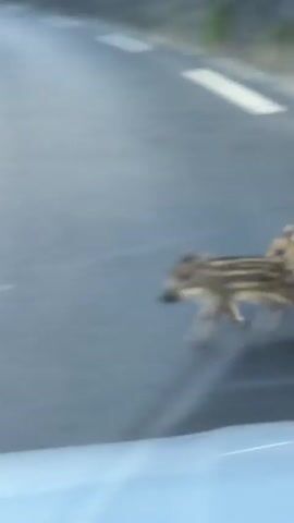 The video shows a wild boar piglet running across a paved road. The piglet has distinct stripes on its back, characteristic of a young wild boar. The road appears to be a two-lane road, with a white line marking the center. The surrounding environment consists of lush green vegetation, including tall reeds or grasses, and what appears to be a concrete barrier or curb along the side of the road. The camera is likely inside a moving vehicle, as indicated by the motion blur and the perspective. The piglet runs from the left side of the frame towards the right, and then disappears into the vegetation. Another piglet, also striped, is visible in the grass on the right side of the frame.