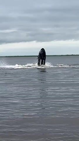 A jet ski rider is seen performing stunts on the water. The rider is wearing a red shirt and is on a black and white jet ski. The rider is seen in various positions, including standing up and on their side. The water is choppy, and there is a lot of spray from the jet ski. The sky is cloudy, and the background shows a flat horizon line with land in the distance.