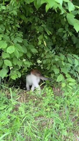 A blurry, light-colored animal with dark markings can be seen moving quickly through dense green foliage. The animal appears to be near the ground, possibly entering or exiting a burrow or den. The surrounding environment is characterized by grass and leafy bushes. The video is short and the animal is only visible for a few seconds.