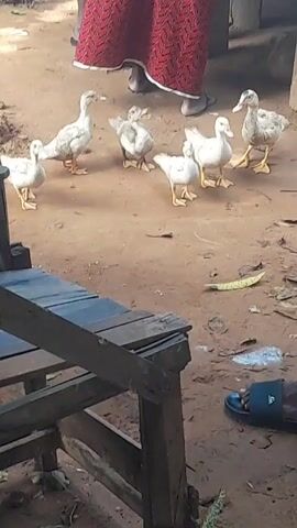 The video shows seven white ducks standing on a dirt ground. A person in white shorts and sandals walks into the scene, causing the ducks to move away. In the foreground, there's an old wooden bench, and other people can be seen in the background.