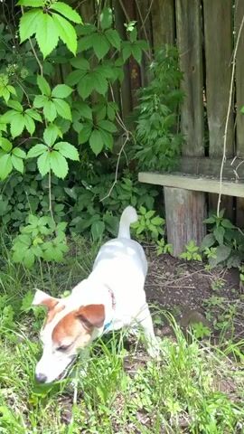 A small white dog with brown markings on its face and ears is sniffing the grass in a backyard. The dog is wearing a red collar. The background is filled with green foliage and a wooden fence. The lighting suggests it is daytime.