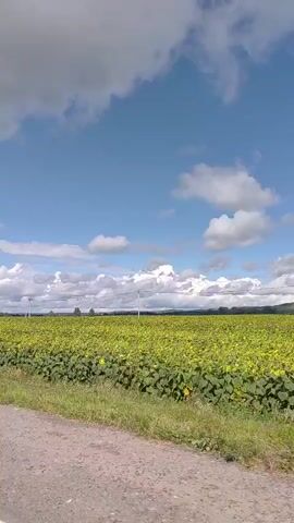 A shot from a moving vehicle shows a vast field of sunflowers under a bright blue sky with scattered white clouds. The road, with a white line, is visible in the foreground, and a grassy verge borders the field. Telephone poles and what appear to be distant trees are visible on the horizon.