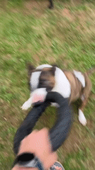 Backyard afternoon in Chaikovsky: dog, kids, and a BBQ