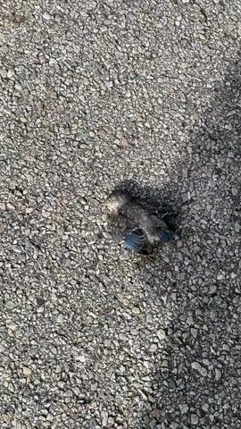 The video shows a small bird lying on a gravel surface. The bird appears to be a fledgling, with dark grey and blue feathers. It is lying still, suggesting it may be injured or deceased.  The gravel provides a textured background, with the bird taking up a small portion of the frame. There is some shadow visible as well.