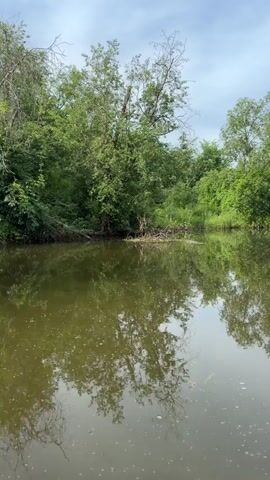 The video shows a still body of water surrounded by dense green foliage and trees. The water is murky and reflects the trees and the sky above. There is a pile of debris, possibly branches and sticks, in the center of the frame near the bank. The sky is partly cloudy. The camera is positioned low, close to the water's surface. The scene appears to be a natural, uncultivated environment.