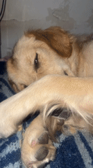 Golden retriever puppy rests on striped blanket in Buenos Aires