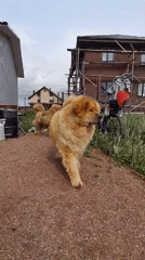Woman films Chow Chow dogs on gravel path in Kempelevo