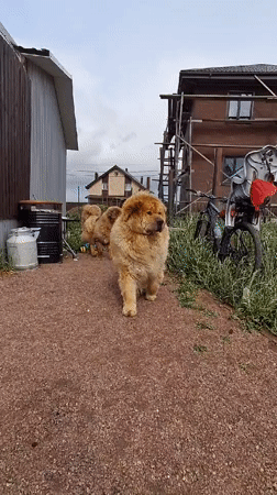 Woman films Chow Chow dogs on gravel path in Kempelevo