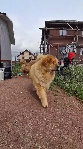 Woman films Chow Chow dogs on gravel path in Kempelevo