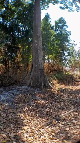 A tall tree stands in a forest clearing. The tree is large and has a rough bark. The ground around the tree is covered with fallen leaves. Sunlight filters through the leaves, creating dappled shadows on the ground. The scene is peaceful and serene.