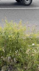 Morning street scenes documented in Tashkent showing vegetation, sidewalks
