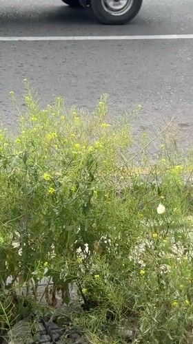 Morning street scenes documented in Tashkent showing vegetation, sidewalks