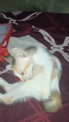 A close-up shot of a calico kitten lying on a dark red blanket. The kitten is predominantly white with patches of orange and black. The kitten is grooming itself, with its head tilted down and its tongue extended. The blanket has a striped pattern in a darker shade of red. The background is out of focus and appears to be a dark wall.