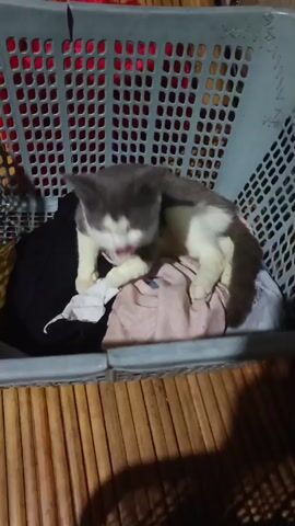 The video shows a cat sitting in a laundry basket filled with clothes. The cat is gray and white. The laundry basket is made of grey plastic and is placed on a wooden surface. The cat is looking to the left of the frame. The background is out of focus, but appears to be a wall with a red patterned object.