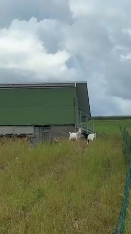 A short video clip shows a grassy field with a green building in the background. Two goats, one white and one black, stand near a ramp leading up to the building. Several chickens are scattered in the grass around them. The sky is cloudy.
