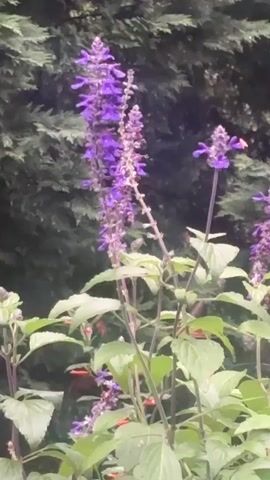 The video displays a close-up, somewhat blurry view of tall, purple flowers with green leaves against a backdrop of dark green foliage, possibly from a conifer tree. The lighting appears to be natural, suggesting an outdoor setting. The focus is on the flowers, with the background out of focus. There are no people or other objects visible.