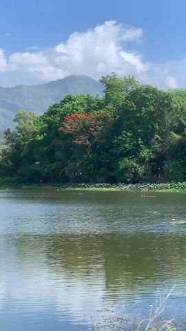 A vertical, outdoor, wide shot shows a calm lake with subtle ripples on its surface. The lake reflects the sky and trees. On the far side of the lake, a dense line of green trees forms a natural backdrop. Among the green trees, a vibrant tree with bright red flowers stands out. Behind the trees, a large, hazy mountain range is visible under a bright blue sky with scattered white clouds. The scene appears to be tranquil and natural, with no people or discernible actions.