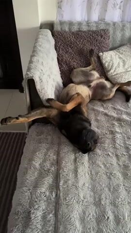 A dog is sleeping on its back on a sofa. The dog is a dark brown and black German Shepherd. The sofa is covered with a gray fuzzy blanket. The dog's legs are in the air and its head is resting on the sofa cushion. There are two pillows on the sofa behind the dog, one purple and one white. The room is dimly lit.