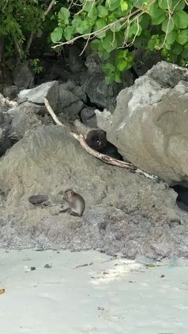 A monkey sits on rocks on a beach in Thailand. The monkey is in the center of the frame, facing to the left, and is eating something with its hands. The beach is sandy with some debris, including plastic bottles, scattered on the sand. Behind the monkey, large grey rocks are piled up, with some greenery at the top. A fallen branch lies across the rocks. The sunlight suggests it is daytime. The scene appears to be a natural setting.