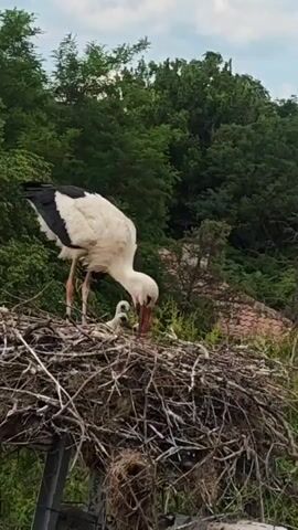A stork is shown in its nest, feeding its young chicks. The stork has white feathers with black on its wings, and red legs. The chicks are tiny and white. The nest is made of sticks and straw. Behind the nest is a lush green background of trees and shrubs. The camera focuses on the stork feeding its young.