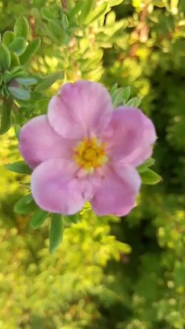 A close-up shot of a single pink flower with a yellow center. The flower has five petals and is surrounded by green leaves and blurred green foliage in the background. The lighting suggests it is daytime, likely outdoors. The focus is sharp on the flower, while the background is out of focus, creating a bokeh effect.