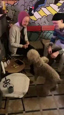 Here's a description of the video:

Indoors, a woman with a pink hoody and a man wearing a striped shirt and black beanie sit while a tan poodle jumps up on them. The woman pets the dog on its head. The man does the same. There's a round side table near the woman with a lit candle, a smartphone, and small, circular items. A second side table is in the foreground. In the background is a colorful graffiti-style mural, featuring abstract shapes and figures. There are two red benches behind the man and woman, separated by black metal bars. The floor is covered with a patterned rug. The lighting in the room is dim. Music plays in the background.