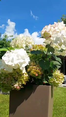 A close-up shot shows a potted plant with white and green hydrangeas. The flowers are in full bloom, with some petals tinged with pink. The plant is in a dark brown planter, which sits on a manicured lawn. In the background, there are trees and a blue sky with fluffy white clouds. The lighting suggests it is daytime.