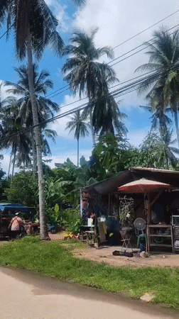 Tropical residential streets and palm trees in Baan Lamai