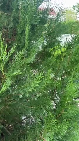 A video shows a close-up view of green foliage of a tree. The camera appears to be moving slowly through the branches, providing a detailed look at the leaves and some small seed cones. The lighting is somewhat diffused, suggesting an overcast day or a shaded area. The background is blurred, but hints of light and possibly structures are visible.