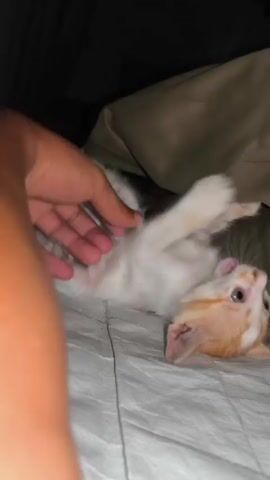 A hand pets a small kitten that is lying on its back on a grey, textured surface. The kitten is light-colored with orange markings on its head and body. Its eyes are open, and its mouth is slightly open. The hand appears to be a human hand. The background is dark and out of focus.