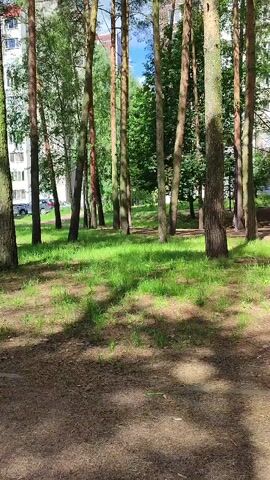 The video shows a stand of tall pine trees with a grassy area in front of them. Sunlight filters through the trees, casting shadows on the ground. In the background, a multi-story building is visible. The scene appears to be a park or a wooded area adjacent to an urban environment. There are no people or animals visible in the video. The camera is stationary.