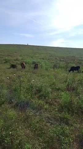 This media file depicts a herd of cattle grazing in a grassy field under a bright, partly cloudy sky. The scene suggests a rural or pastoral setting, likely in Russia, given the provided location context of Krasnostepnovskoye.

The subjects are several cows, varying in color from dark brown to lighter reddish-brown. They are spread across the field, with some actively grazing and others standing or walking. The foreground is filled with tall, green grass and some flowering plants, possibly thistles, adding texture to the landscape. In the background, the terrain slopes upwards, creating a gentle hill.

The activity taking place is simple grazing, a natural behavior for cattle. There are no people visible in the frame. The time of day appears to be daytime, indicated by the bright sunlight and the clear sky with scattered clouds. The weather seems pleasant, with no signs of rain or harsh conditions.

Notable details include the vastness of the open field, suggesting a large pasture. The presence of multiple cattle indicates a herd, likely belonging to a farm or ranch. The overall mood is peaceful and serene, capturing a moment of natural tranquility. There is no visible text in the media file.